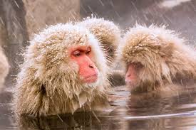 Jul 30, 2017 · how do you say this in japanese? Snow Monkeys Daytrip From Tokyo