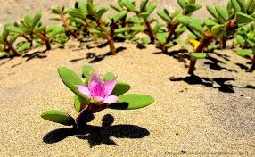 Image result for Aizoaceae