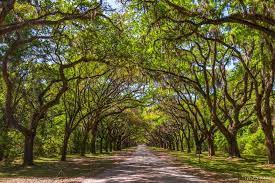 The site includes a picturesque 1.5 miles (2.4 km. Take A Trip Back To Colonial Savannah At Wormsloe Historic Site