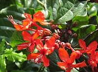 Image result for Clerodendrum tricholobum