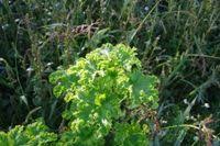 Image result for Malva verticillata