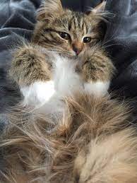 All Da Fluf Cute Cats Pretty Cats Kittens Cutest