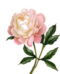 Imagen De Juan Felipe Angarita Rueda En Tattoo Grabados Botanicos Ilustracion De Botanica Bocetos De Flores