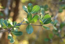 Image result for Manilkara mochisia