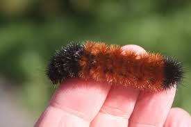 Free Daily Desktop Android Iphone Wallpaper By Webshots Fuzzy Caterpillar Wallpaper Fuzzy Wuzzy