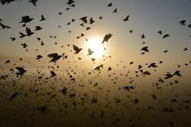 Ob, wann und wohin ein vogel im herbst in den süden zieht, ist genetisch festgelegt. Zugvogel Beobachten Nabu Baden Wurttemberg