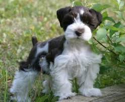Black And White Parti Mini Schnauzer More Like Our Dogs Miniature Schnauzer Puppies Miniature Schnauzer Schnauzer Puppy