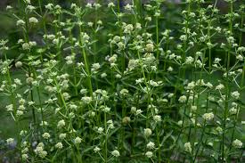 Image result for Hyptis