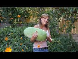 These fantastic tasting watermelons have deliciously sweet red flesh. How To Grow Watermelon 7 The Reveal You Will Not Believe This Youtube