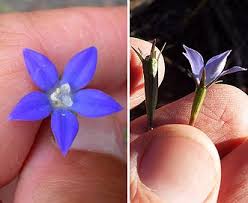 Image result for Wahlenbergia pulchella
