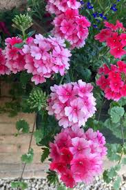 With deep purple leaves edged in hot pink, it. 3 Great Trailing Plants For Hanging Baskets Containers Potted Plants