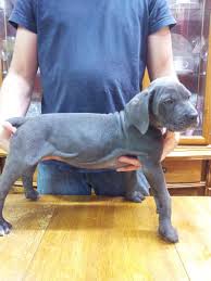 Cane corso pups michigan, belleville. Anthony Lee Brown On Twitter Solid Blue Cane Corso Puppies For Sale Get Your Holiday Guard Dog Http T Co Y82bhuolwx