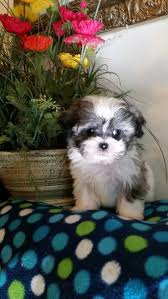 They make a great pet if you live in an. Best Maltese And Shih Tzu Pups For Sale In Bad Axe Michigan For 2021