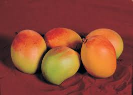 In my opinion, one of the very best times to visit the caribbean. Growing Mangoes In Cooler Areas Of Western Australia Agriculture And Food