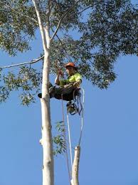Pin On Tree Arborist Sydney