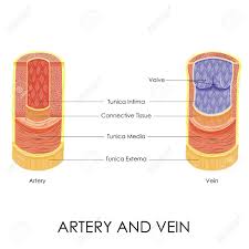 May 29, 2019 · a diagram showing how sensory neurons, motor neurons, and interneurons work to sense and react to hot water. Vector Illustration Of Diagram Of Artery And Vein Royalty Free Cliparts Vectors And Stock Illustration Image 27446814