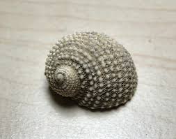 Image result for Dissotis falcipila