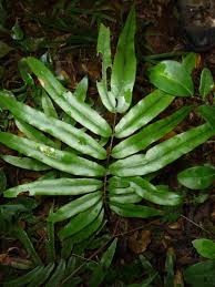 Image result for Blotiella bouxiniana