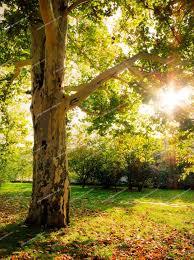 Nature backgrounds are probably the most popular, and it's easy to see why. Tree Wallpapers Top Quality Cool Tree Images Guoguiyan Blur Photo Background Photo Background Images Blue Background Images