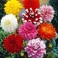 Looking for a good deal on dahlia flower? Buy Dahlia Flower Super Seeds Online Get 56 Off