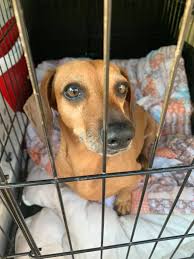 Find the perfect puppy for you! Connecticut Dachshund Rescue And Pet Services Home Facebook