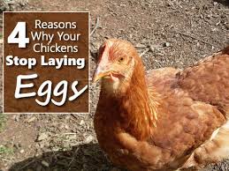 4 Reasons Why Your Chickens Stop Laying Eggs Egg Laying Best Laying Chickens Egg Laying Chickens