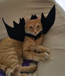 How Would Lord Dracula Look If He Was A Cat Alex Cats Gingercat Kitten Kitty Catsofinstagram Catstagram Instacat Cute Kittens Sevimli Kediler Kedi
