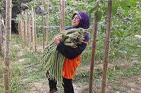 Seterusnya, spesifikasi batas yang disyorkan ialah berukuran 1.2 m (4 kaki) lebar x 25 cm (10 inci) tinggi dan panjangnya mengikut keadaan kawasan. Tanaman Kacang Panjang En Ashari Di Lenggeng Ns Bokashi2u
