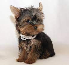 miniature yorkies extra mini yorkie yorkshire terrier rude madchen welpen yorkshire terrier dog yorkshire terrier puppies yorkshire terrier