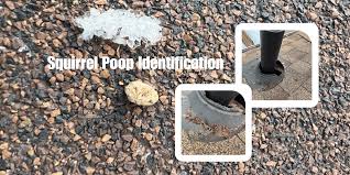 Image result for squirrel poop