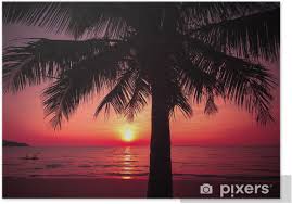 Maybe you would like to learn more about one of these? Palm Trees Silhouette On Sunset Tropical Beach Tropical Sunset Poster Pixers We Live To Change