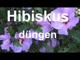 Hibiskus Dungen Hibiskus Dunger Wie Oft Hibiskus Dungen Gartenhibiskus Hibiscus Dungen Youtube Gartenhibiskus Hibiskus Garten