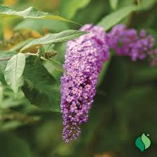 Image result for buddleia davidii