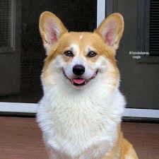 They are looking for a 5* homes the pups will be vet. Brookehaven Corgis