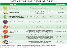 Оптимальные сроки посева семян овощных культур для огорода