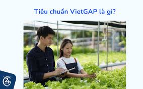 Chứng nhận VietGAP là gì? Các tiêu chuẩn VietGAP mới 2024 | Dịch Vụ Thuế 24h