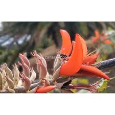 Image result for Erythrina madagascariensis
