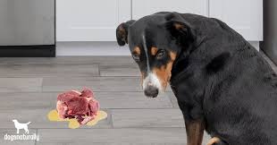 You may get pulled into the adorable brown eyes of the cutest some dogs figure out how to unzip the panel to get out. Diy Solutions To Stop Your Dog Throwing Up Undigested Food