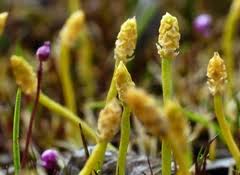 Image result for Periglossum