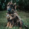 Vet checked vaccinated dewormed 1 yesr health guarantee, description: 1