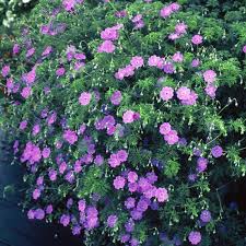 Image result for Geranium incanum