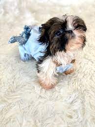 I have male and female available out of a litter of 4. Button Tiny Teacup Imperial Shih Tzu Tiny Paws