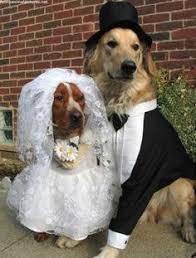 Paper Faces Gelin Damat Kopekler Wedding Pets Dog Tuxedo Pet Parade