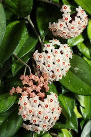 They are evergreen perennial plants with simple leaves and roots. Hoya Climbing Vines Learn How To Care For Hoya Wax Plants