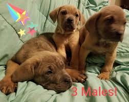 3,546 likes · 85 talking about this. Cane Corso Puppies For Sale Madison Oh 297602
