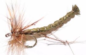 Daddy long legs with wings. Daddy Long Legs Detached Olive
