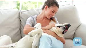 Susan konecny, rn, dvm and treatment for alopecia x is often a trial and error approach, since the underlying cause of this disorder is not known, shares konecny. Dog Hair Loss Hair Loss Diagnosis In Dogs Petmd