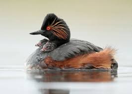 Black Bird With Blue Neck Ontario Black Necked Grebes Of Europe Birds Beautiful Birds Bird Photo