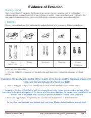 Evidence of evolution, fossil record, molecular homologies, homologous structures, analogous structures, embryology, vestigial structures. Evidence Of Evolution Worksheet Pdf Evidence Of Evolution Background When Charles Darwin First Proposed The Idea That All New Species Descend From An Course Hero