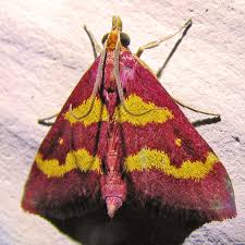 Image result for Psychotria bugoyensis